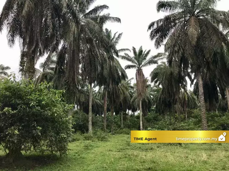 Simpang Ampat — photo 2