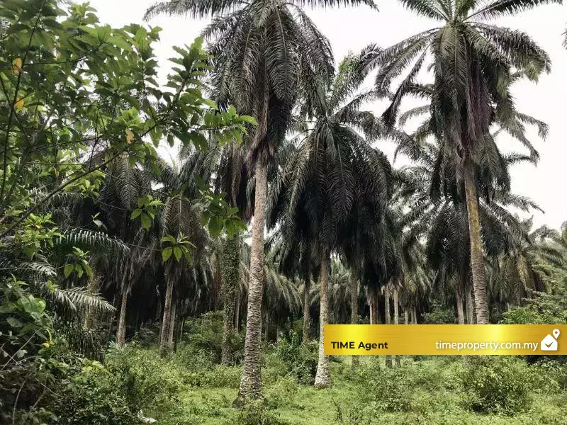 Simpang Ampat — photo 3