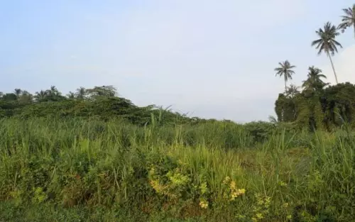 Penaga