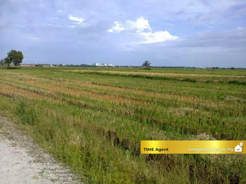 Penaga — photo 1