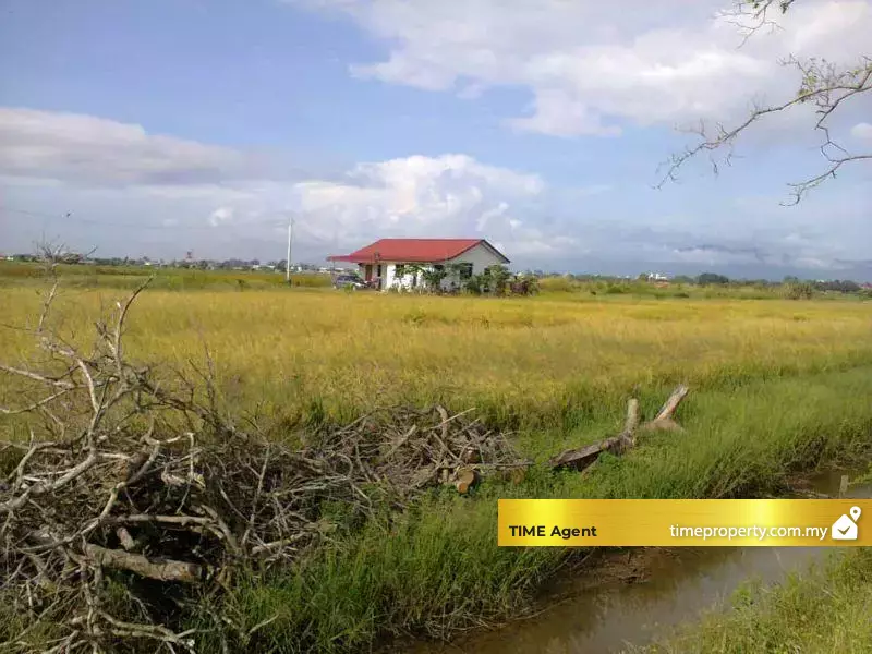 Penaga — photo 3