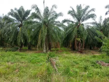 Balik Pulau