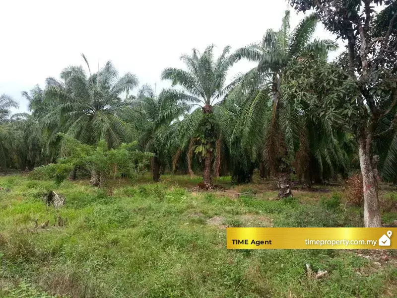 Balik Pulau — photo 3