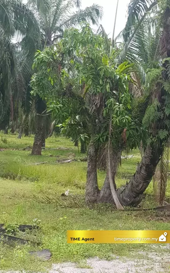 Balik Pulau — photo 4