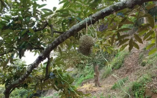 Balik Pulau