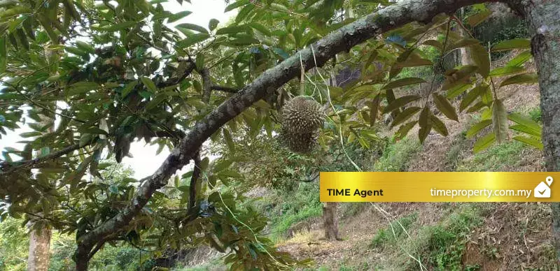Balik Pulau — photo 1
