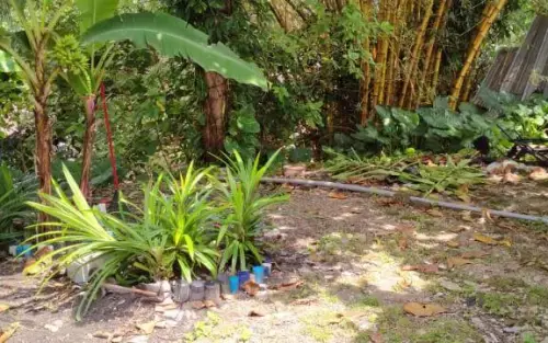 Bukit B