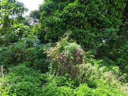Bestari Jaya, Kuala Selangor