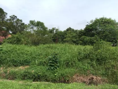 Sungai Buloh, Shah Alam