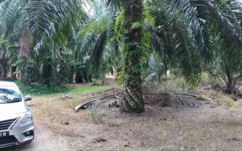 Kuala Selangor