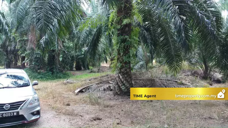 Kuala Selangor — photo 1