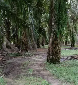 Bestari Jaya
