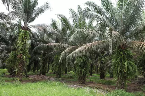 Kuala Ketil Jalan Parit Panjang Tepi Jalan Agricultural Land For Sale, Kuala Ketil, 09300, Kedah