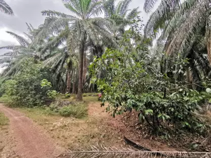 Padang Lembu, Gurun, 08300, Kedah