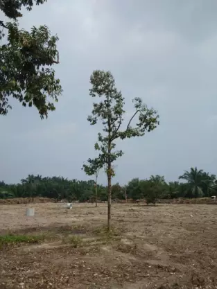 Telok Panglima Garang, Kuala Langat