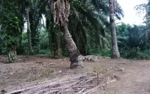 Nibong Tebal