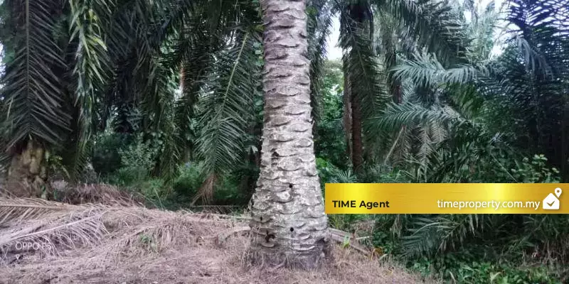 Nibong Tebal — photo 2