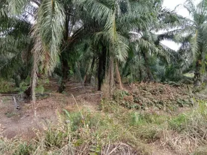 Banting, Kuala Langat