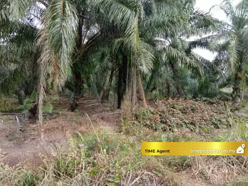 Banting, Kuala Langat — photo 1