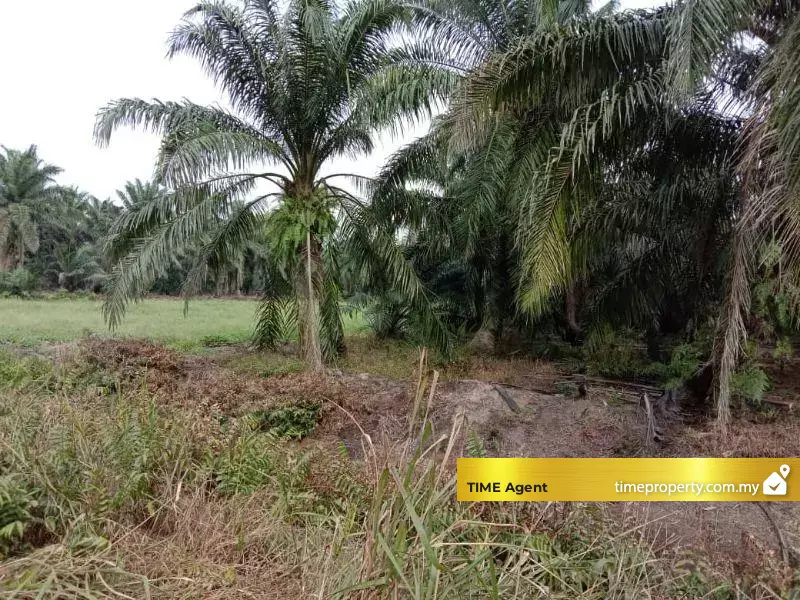 Banting, Kuala Langat — photo 2