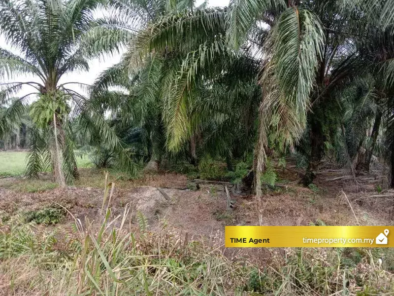 Banting, Kuala Langat — photo 3