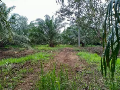 Kuala Selangor