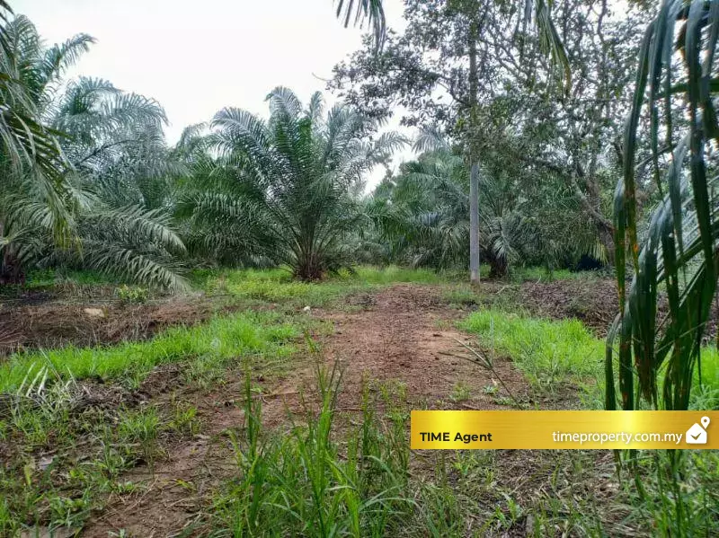Kuala Selangor — photo 1