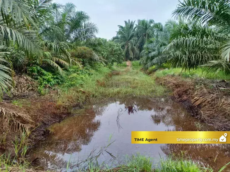 Kuala Selangor — photo 2