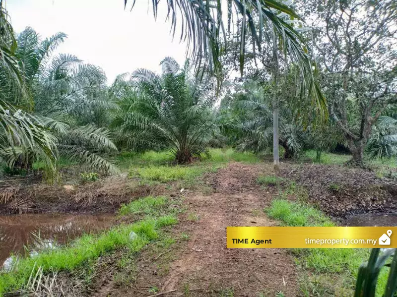 Kuala Selangor — photo 3
