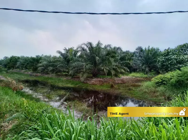 Kuala Selangor — photo 5