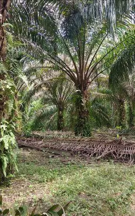 Serendah, Hulu Selangor